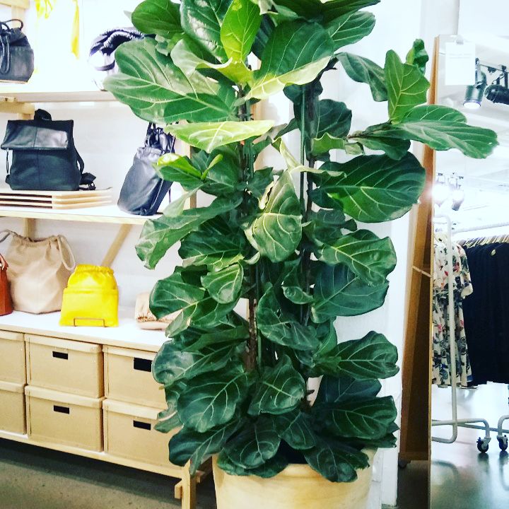 Plants in Shops: & Other&nbsp;Stories