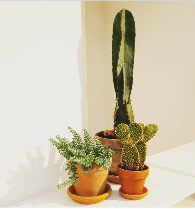 Plants in shops: Bordeaux&nbsp;round-up