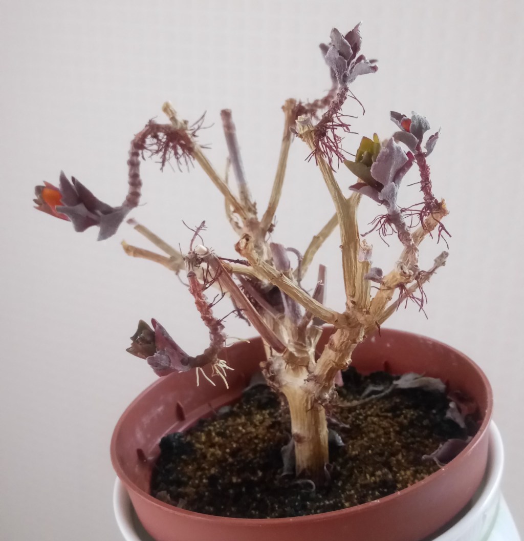 Mystery plant rescue mission / propagation&nbsp;experiment