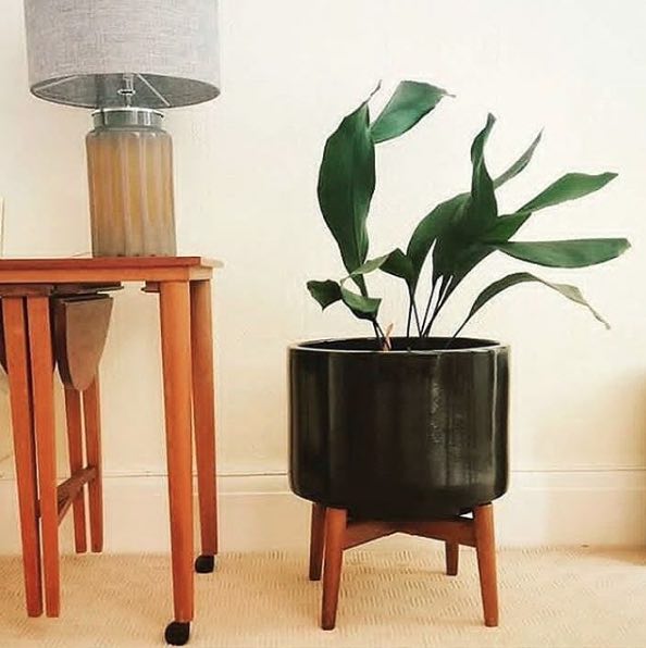 houseplants: interiors post 5.jpg