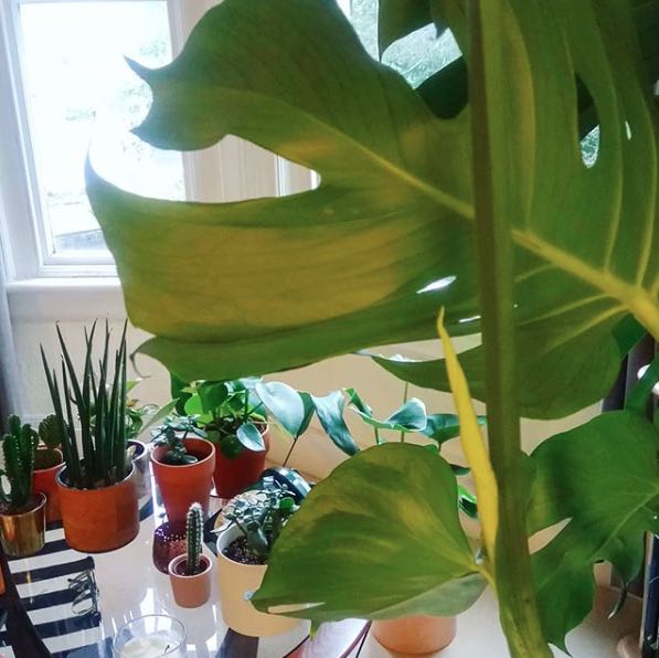 houseplants:interiors post 1 .jpg