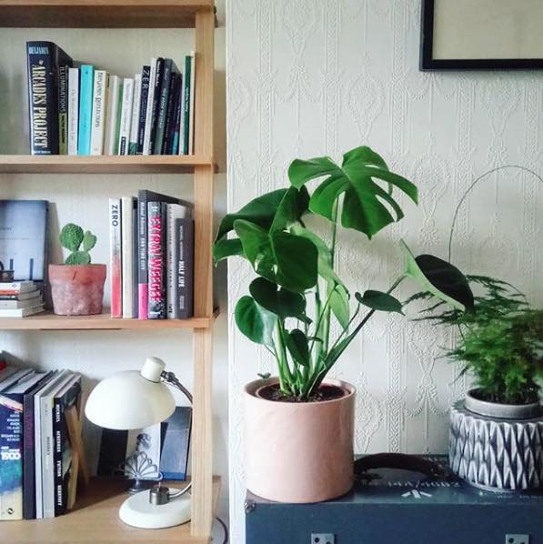 houseplants:interiors post2.jpg