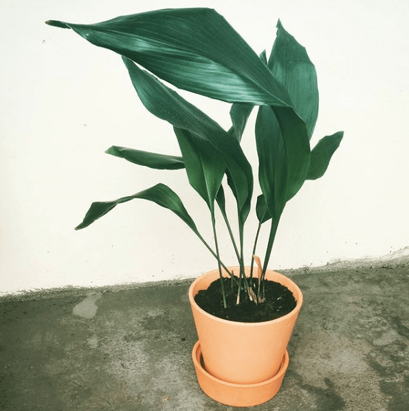 Aspidistra elatior repotting