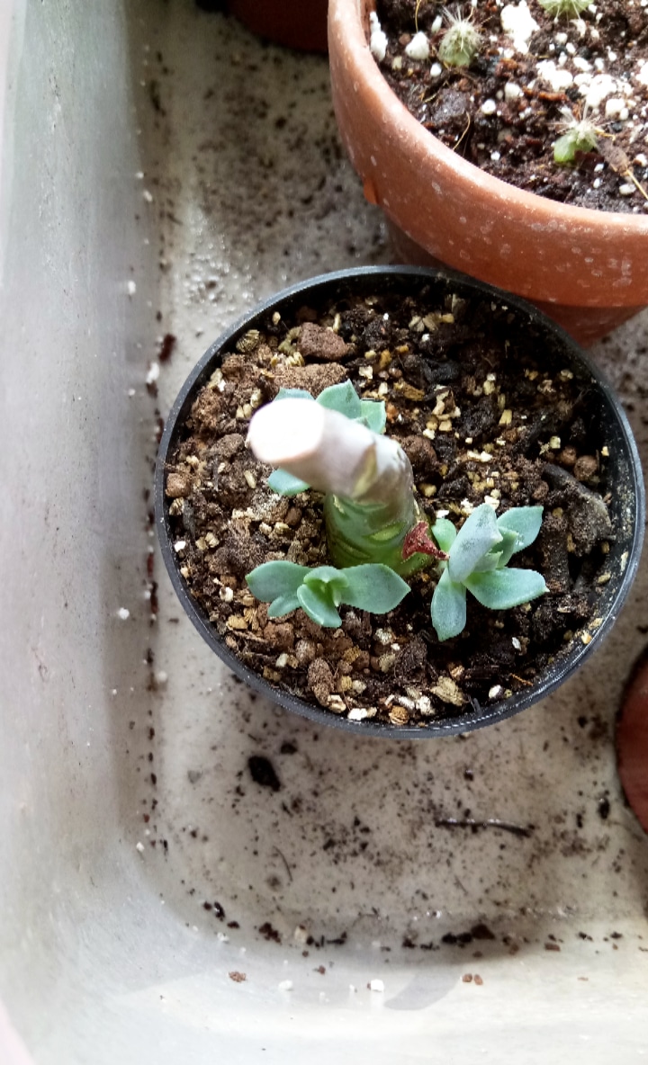 IMG_20180825_141348_284