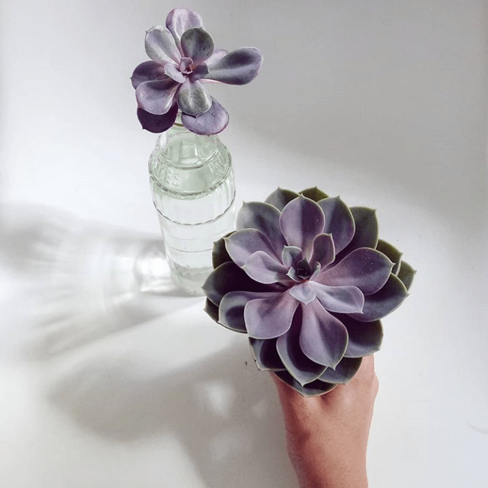 How to propagate&nbsp;succulents