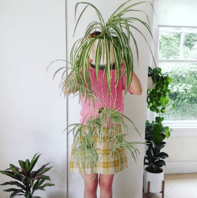 Success with spider&nbsp;plants