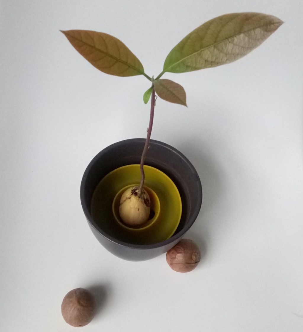 Avocado growing: Why everyone should grow an avocado plant