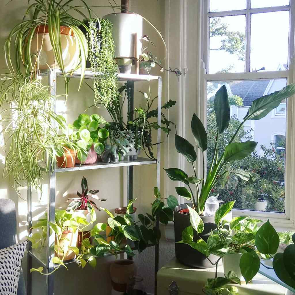 From squares to rectangles: on photography, and the interface between houseplants and interiors