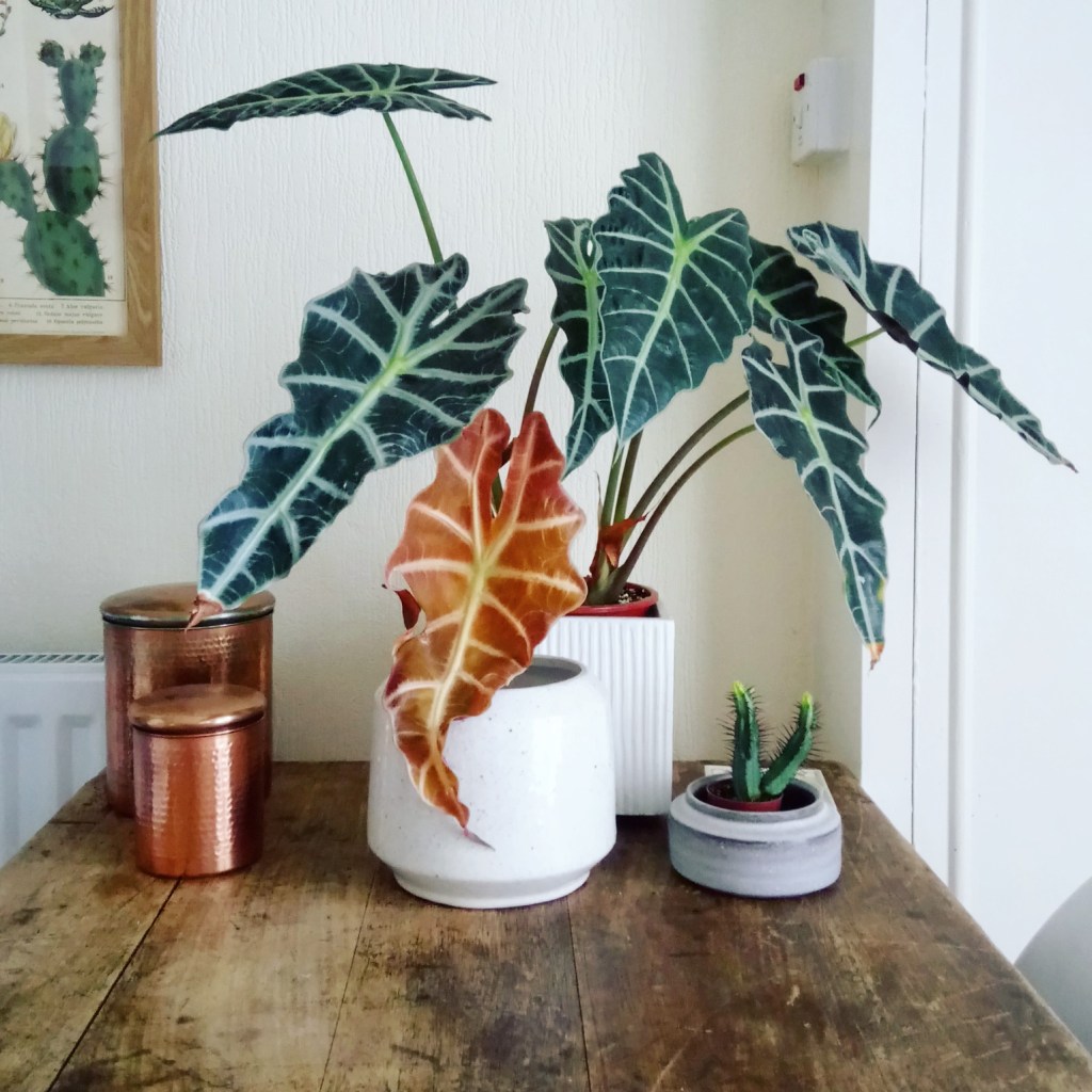 A HPH guide to…Houseplant Winter&nbsp;Care