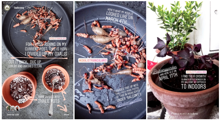 oxalis tubers last year.png