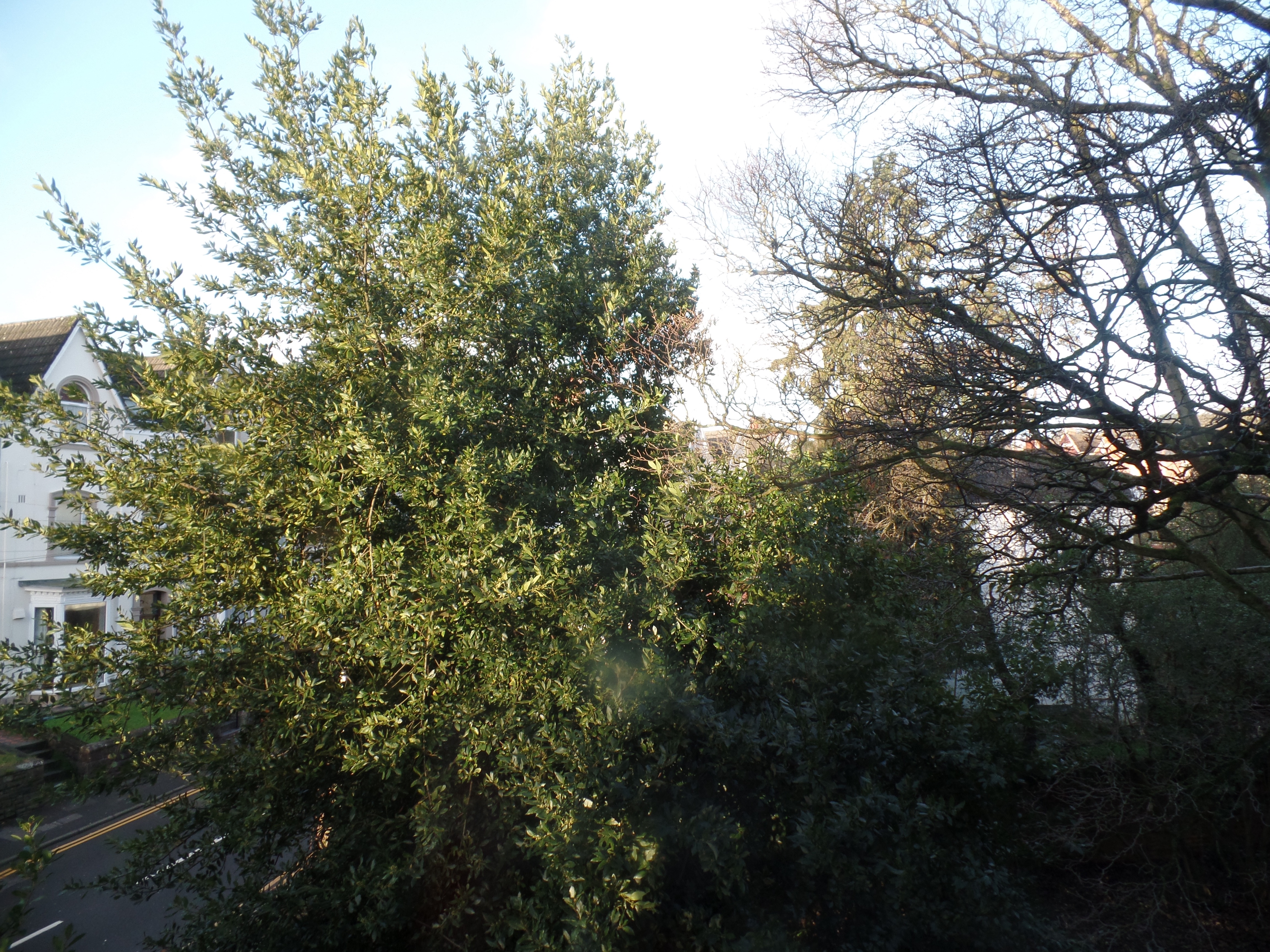 on trees and morning light