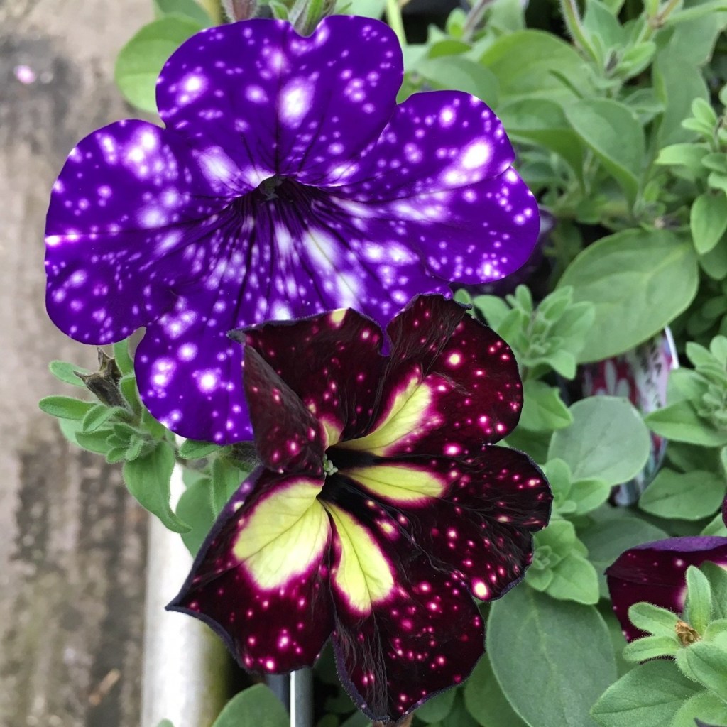 New for SS19: lightning sky / night sky petunia&nbsp;updates