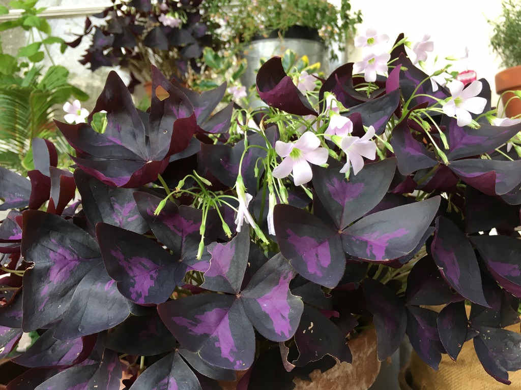 UNADJUSTEDNONRAW_thumb_7d3