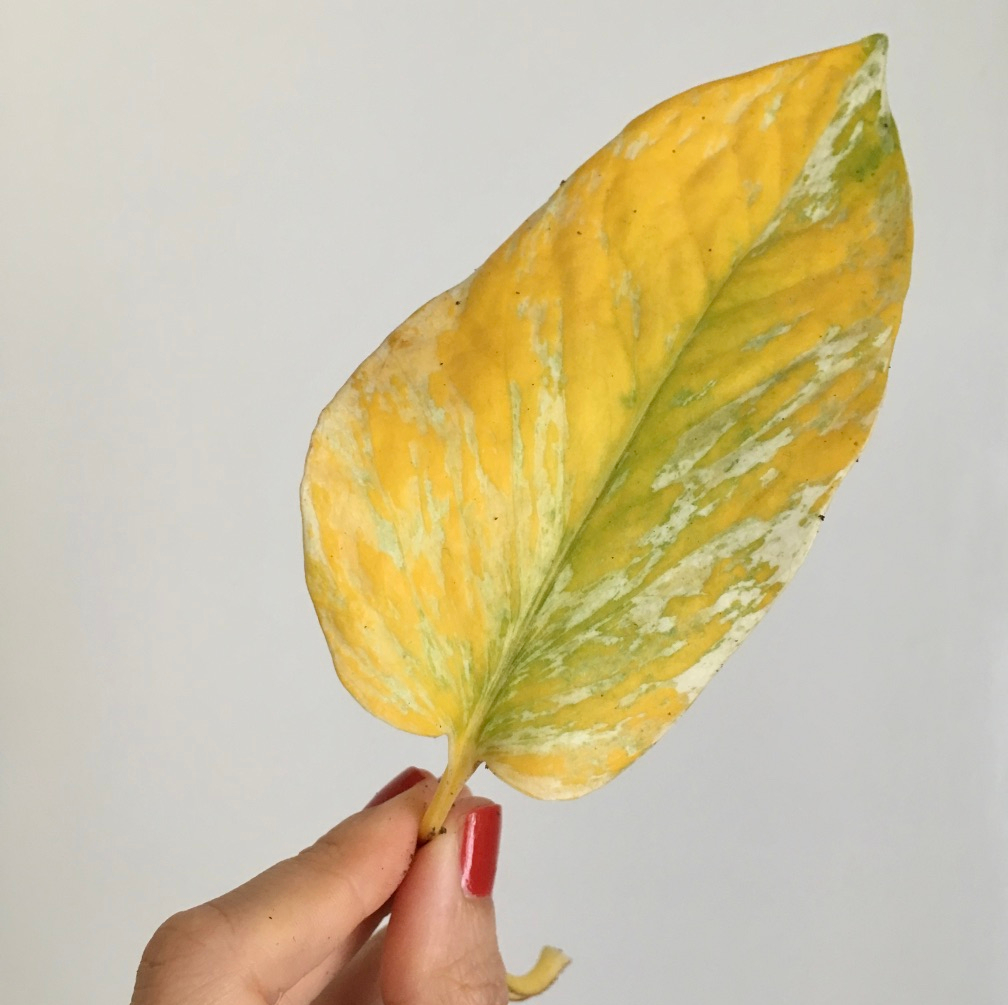 Why are my leaves turning yellow?  HOUSE PLANT HOUSE