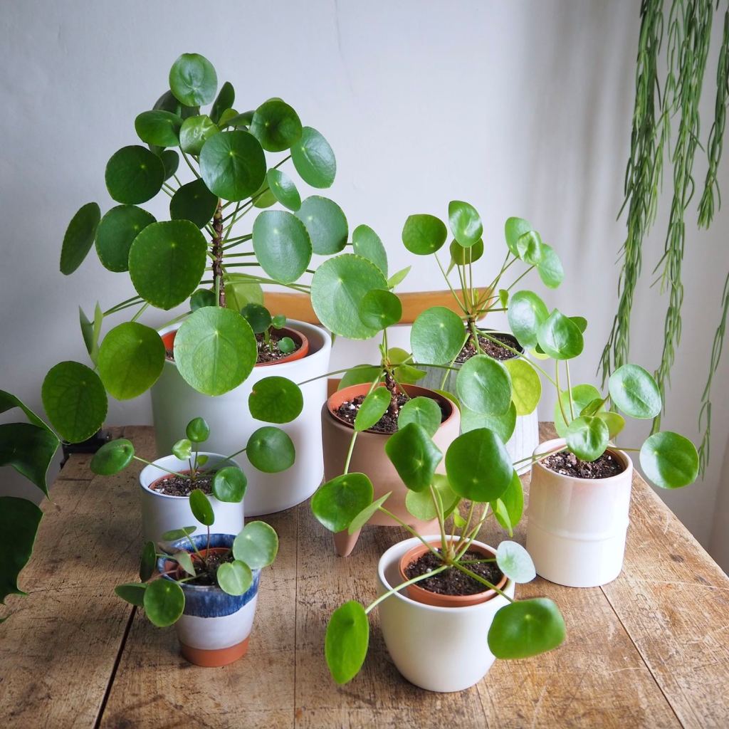 Pilea peperomioides Care&nbsp;Guide