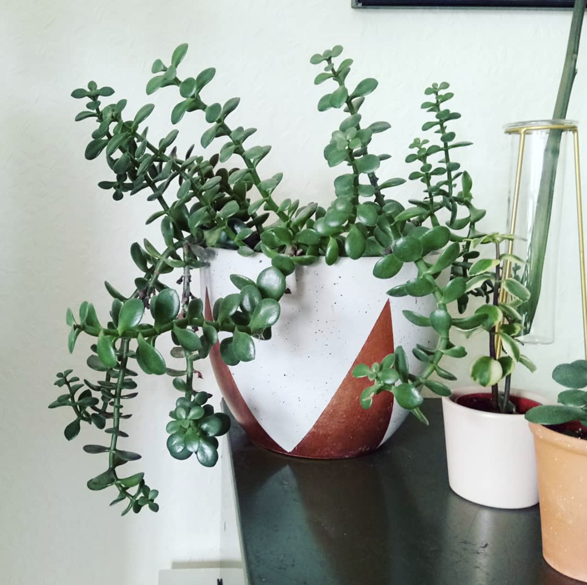 crassula 2018