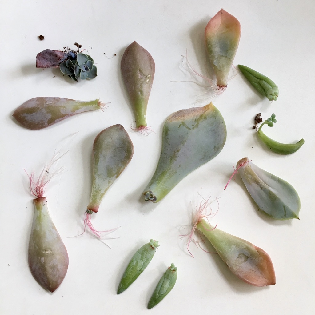 Succulent propagation update