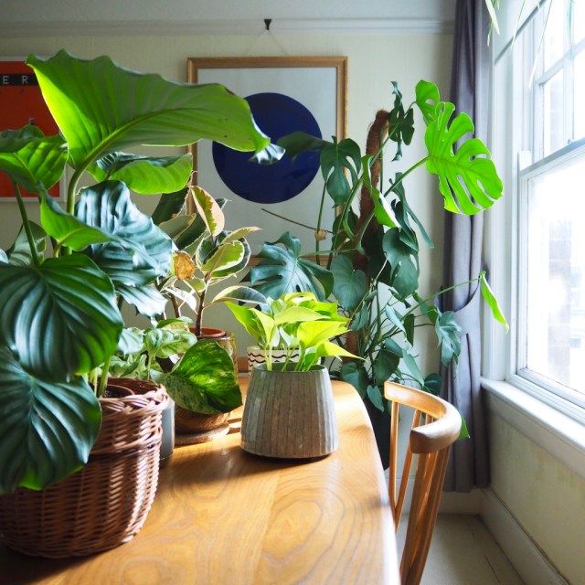 Reflections on a new study: 'Potted plants don't actually improve indoor air  quality' – HOUSE PLANT HOUSE