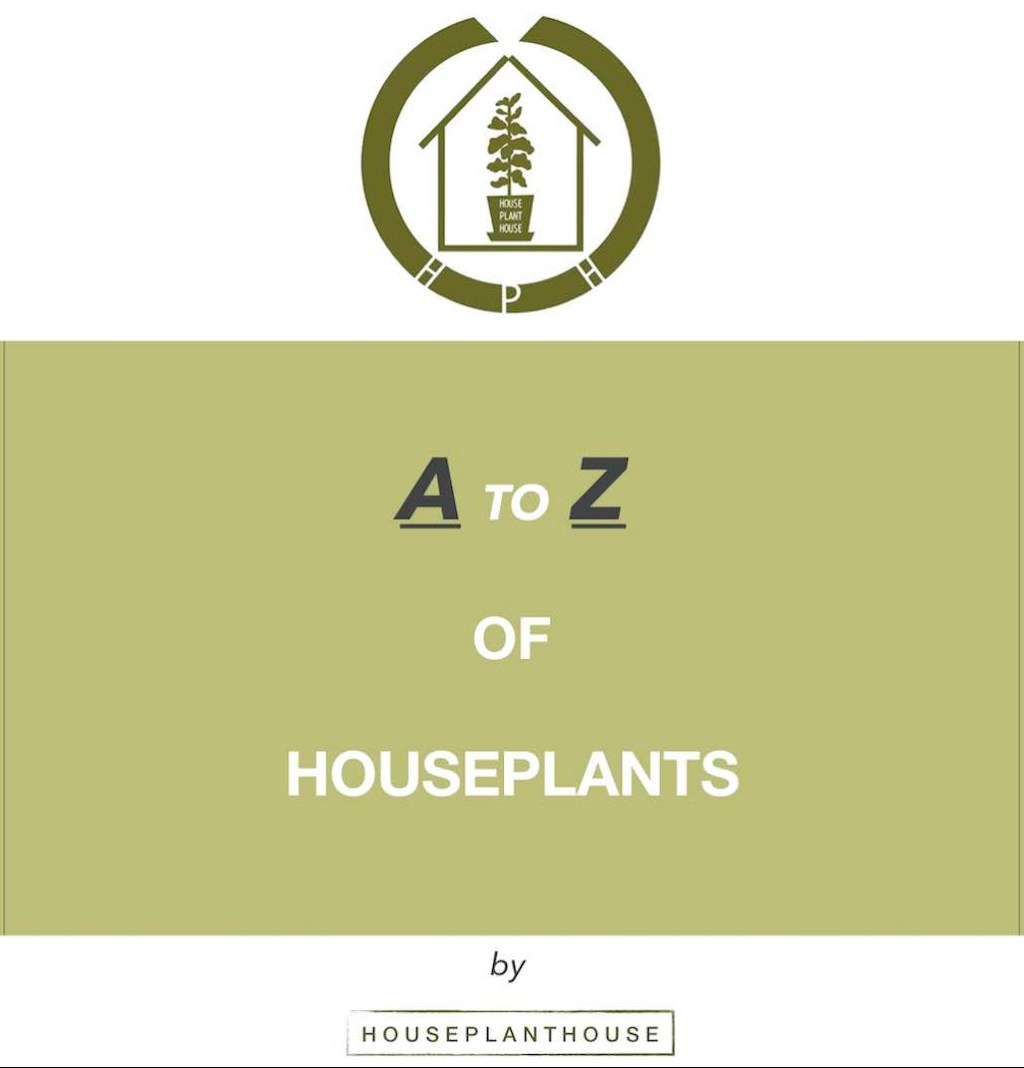 A to Z of&nbsp;houseplants