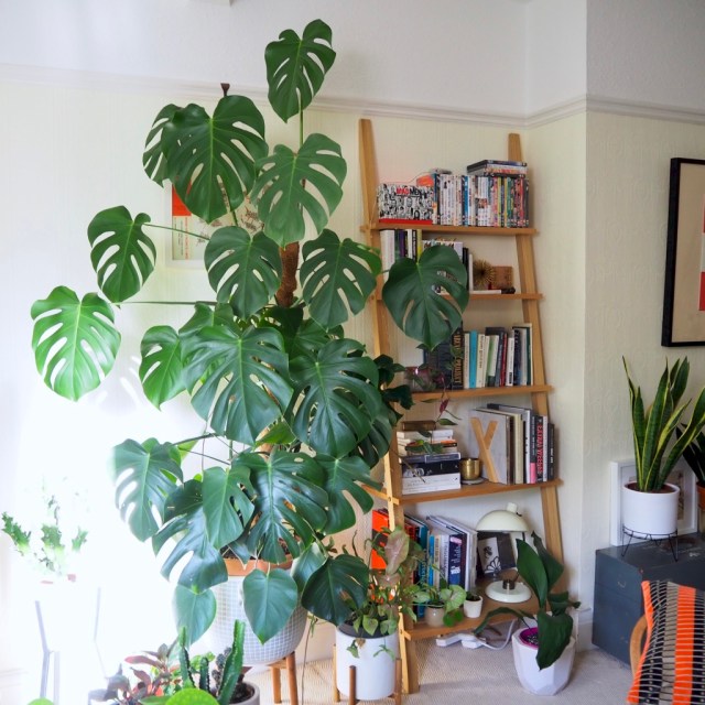 How to train your monstera around a support  HOUSE PLANT HOUSE