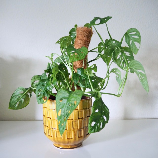 Monstera adansonii care tips  HOUSE PLANT HOUSE