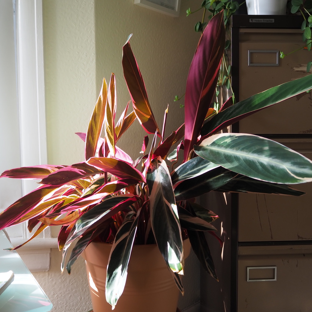 UNADJUSTEDNONRAW_thumb_17f0