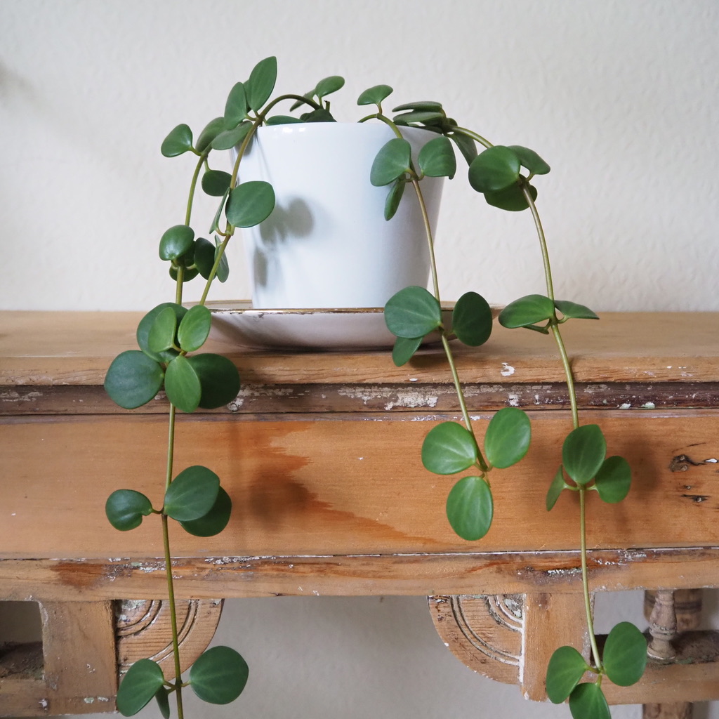 UNADJUSTEDNONRAW_thumb_2e7c