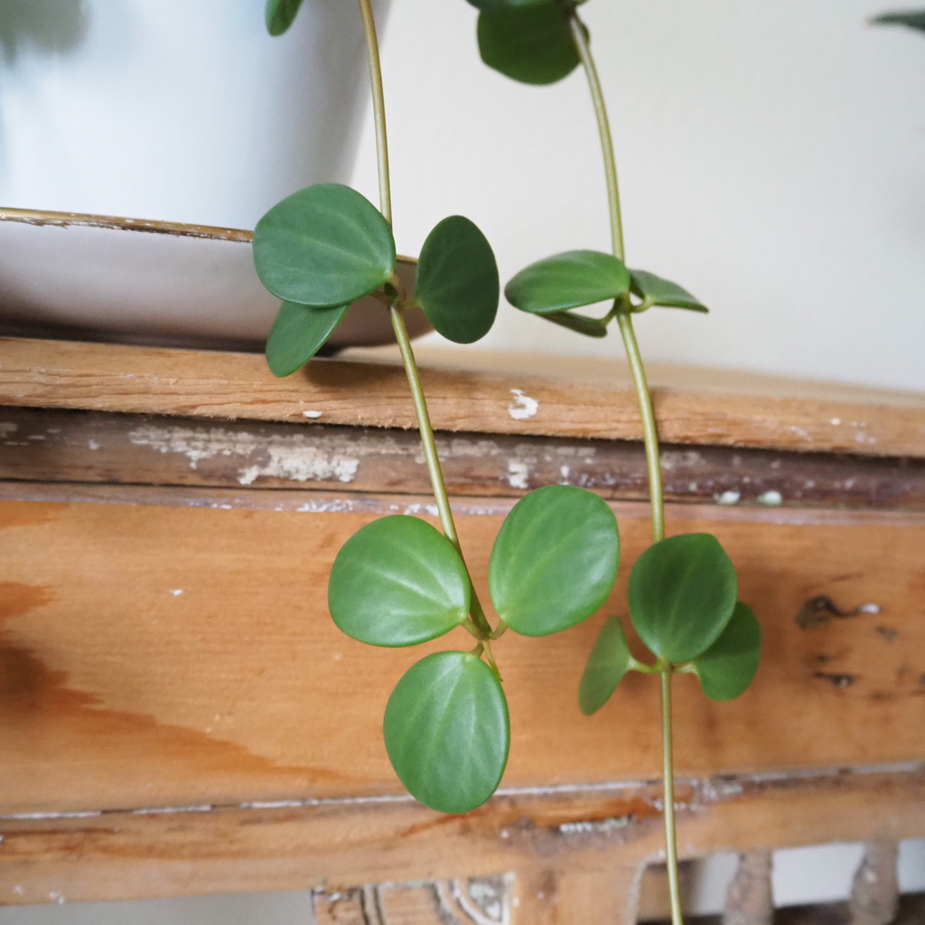 UNADJUSTEDNONRAW_thumb_2e7e