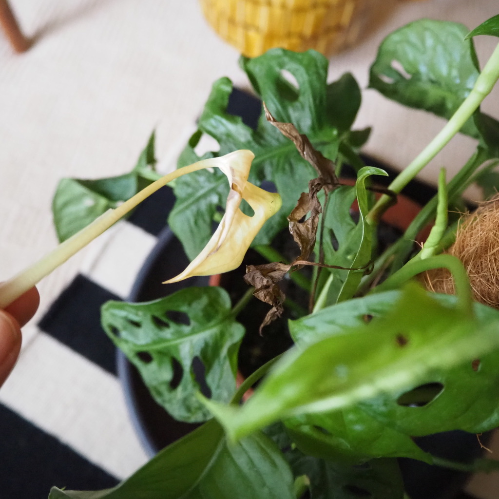 UNADJUSTEDNONRAW_thumb_2f0f