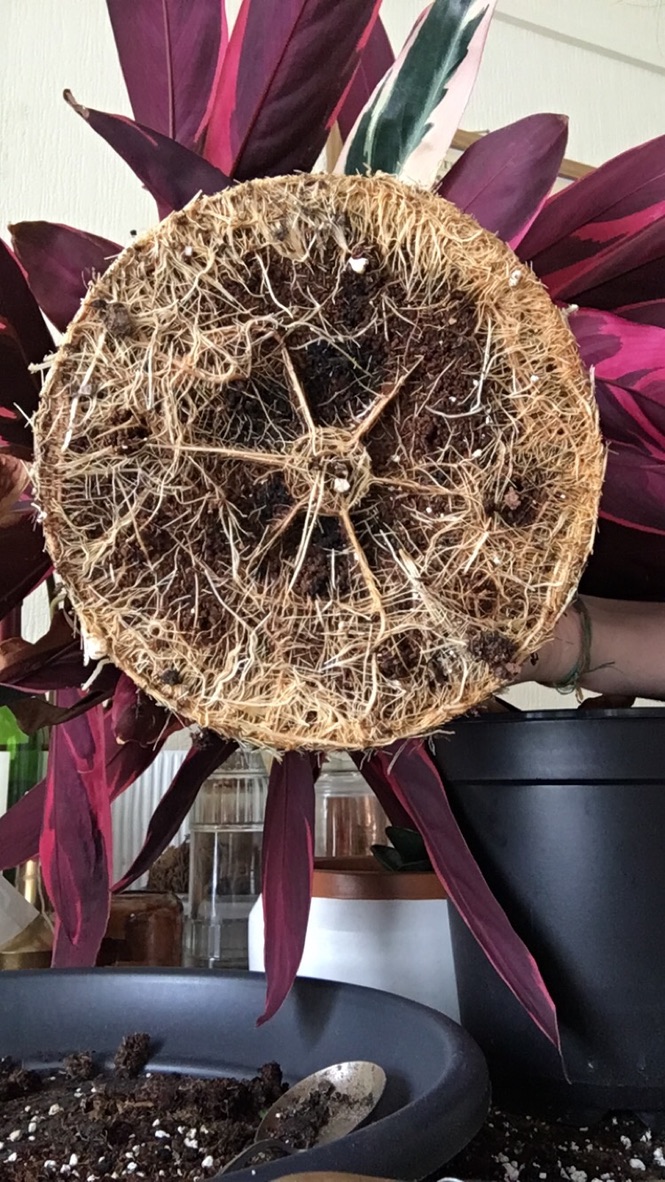 UNADJUSTEDNONRAW_thumb_a