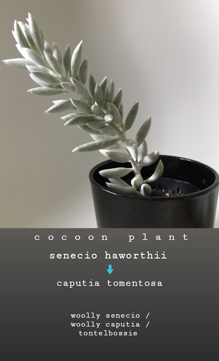 43689f90-7a75-47c6-9820-ed27f080f28a