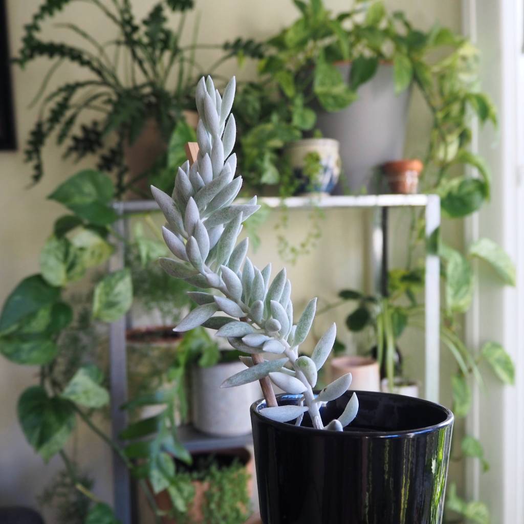 Plant taxonomy : Senecio gets reclassified,  featuring my cocoon&nbsp;plant