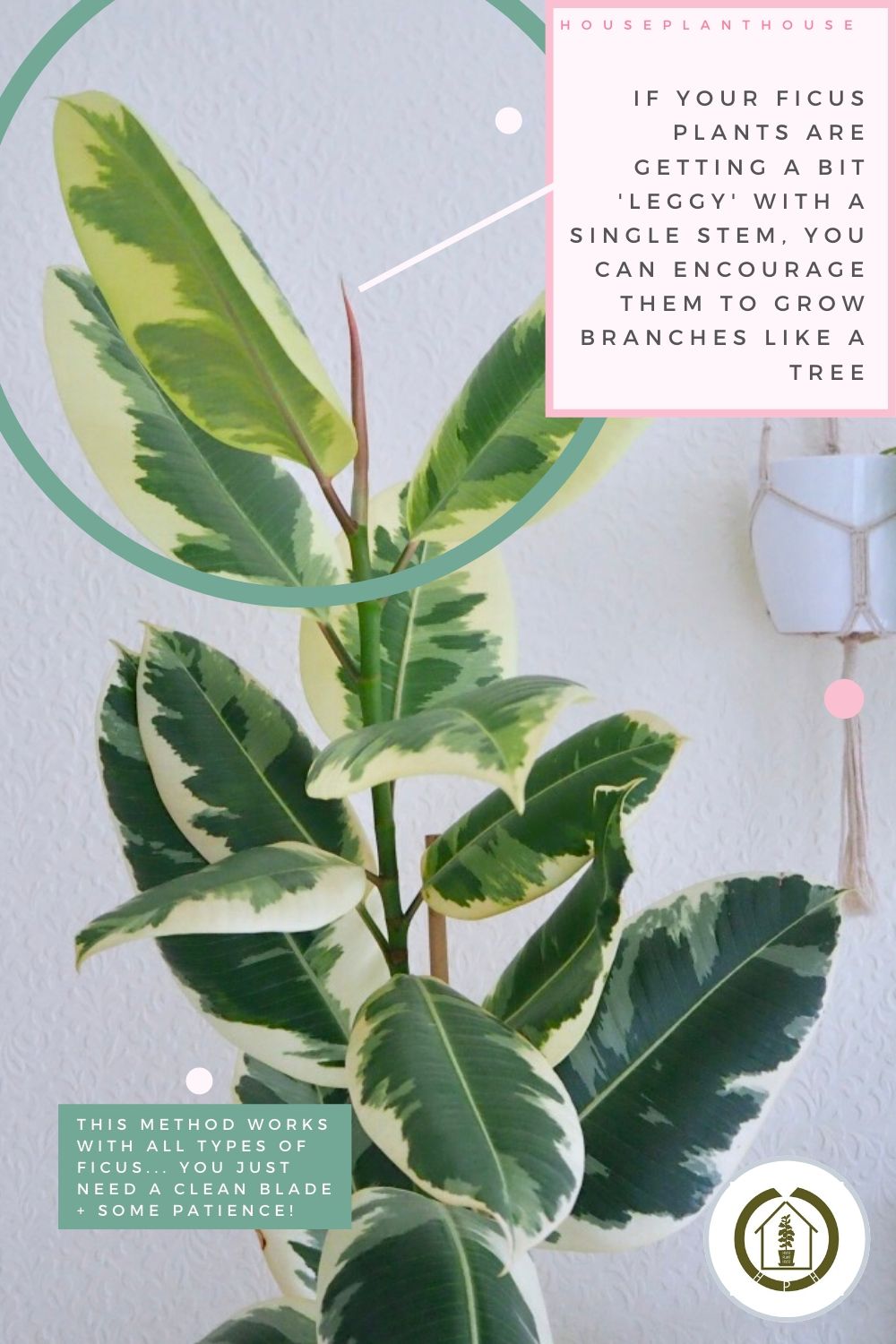 Ficus branch 1