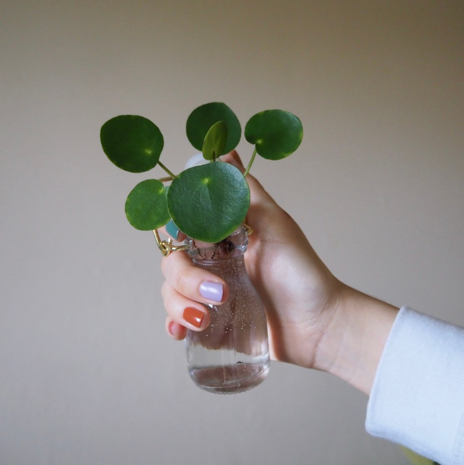 How to propagate pilea&nbsp;babies