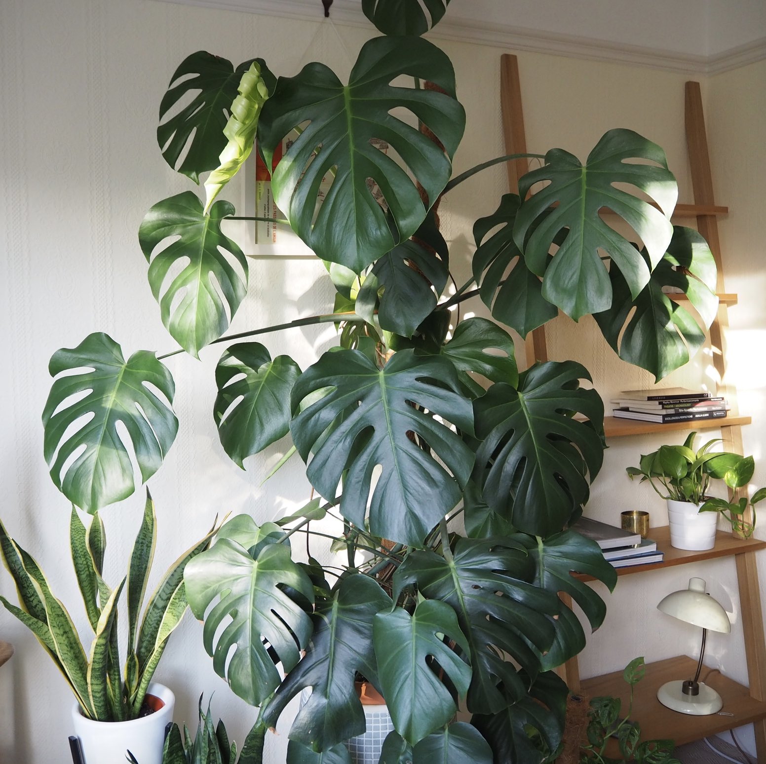 monstera new leaf