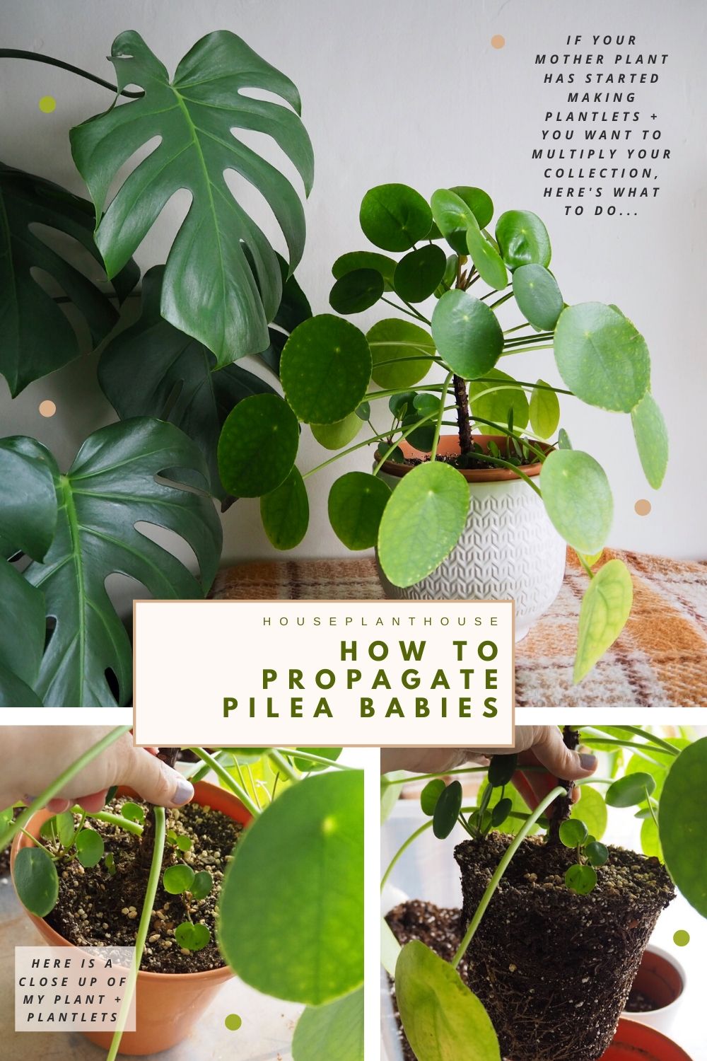 pilea prop1