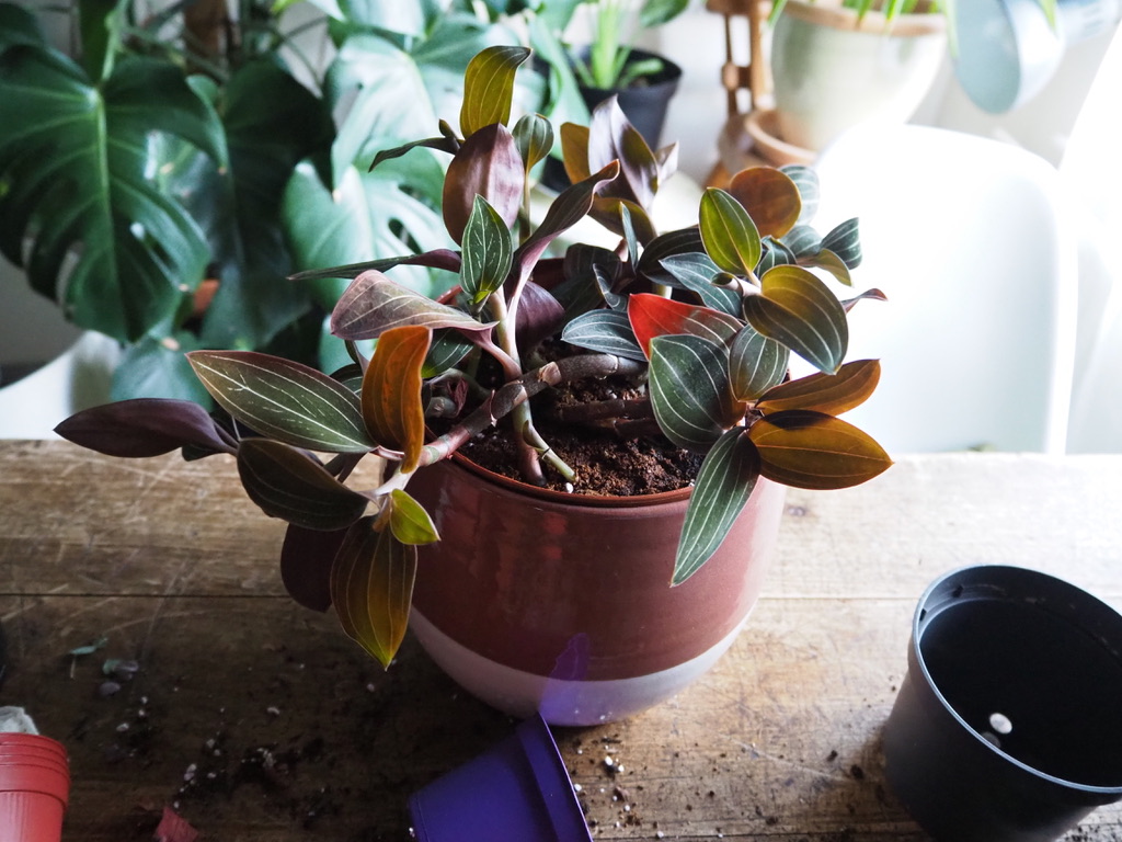 UNADJUSTEDNONRAW_thumb_5101