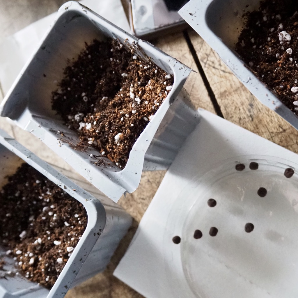 Windowsill seed sowing – HOUSE PLANT HOUSE