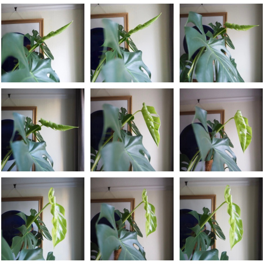 Obsessively photographing plants (un-furling diaries) 01.  HOUSE PLANT  HOUSE