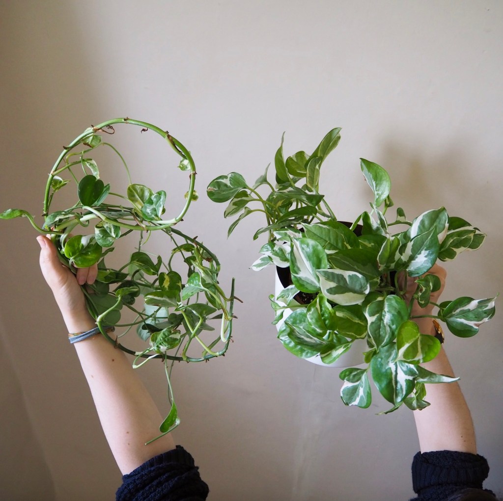 Repotting diaries #4: n’joy, silvery ann, pilea, fishbone cactus + zz&nbsp;plant