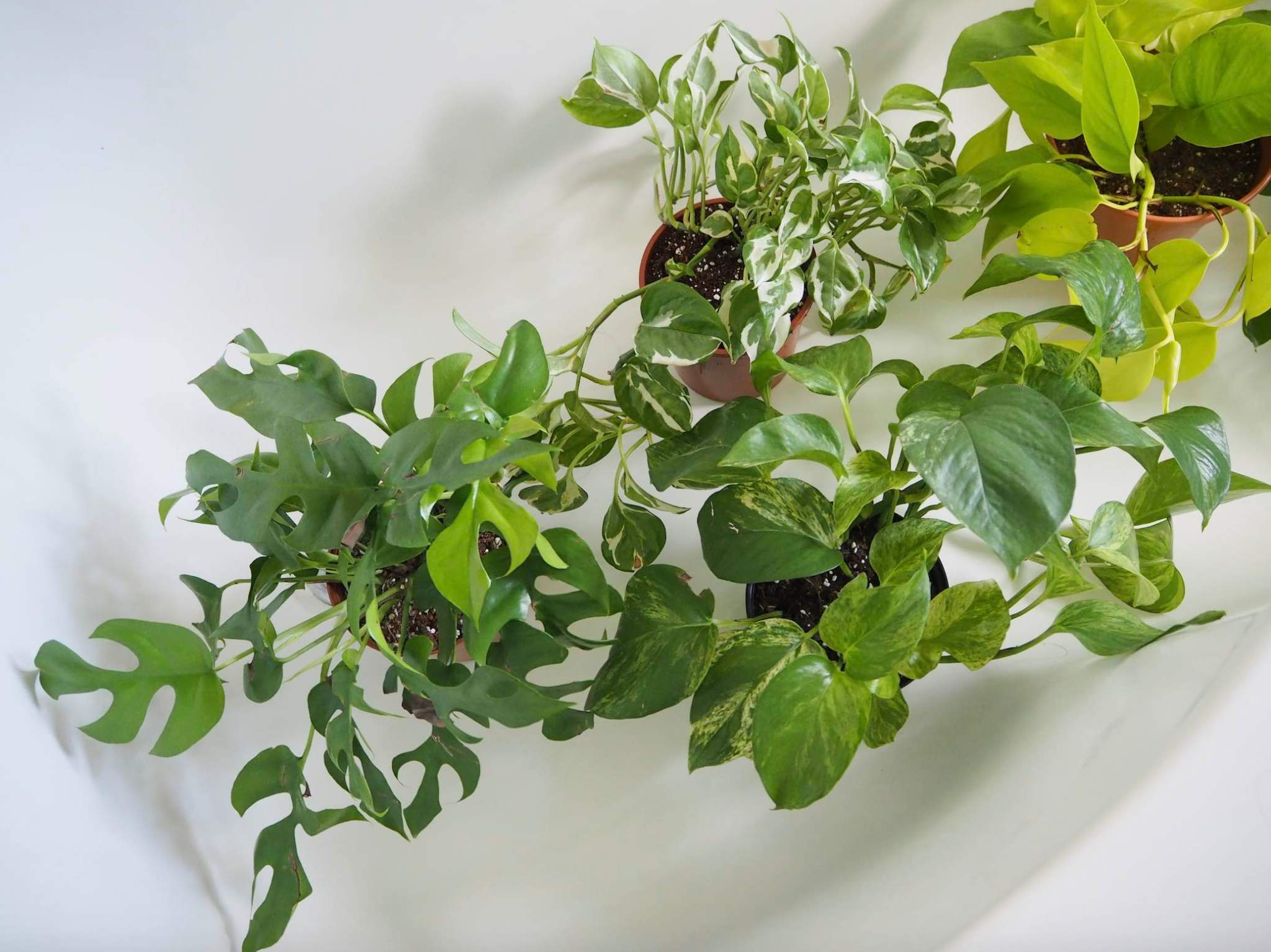Pothos varieties: identification guide + care tips – HOUSE PLANT HOUSE