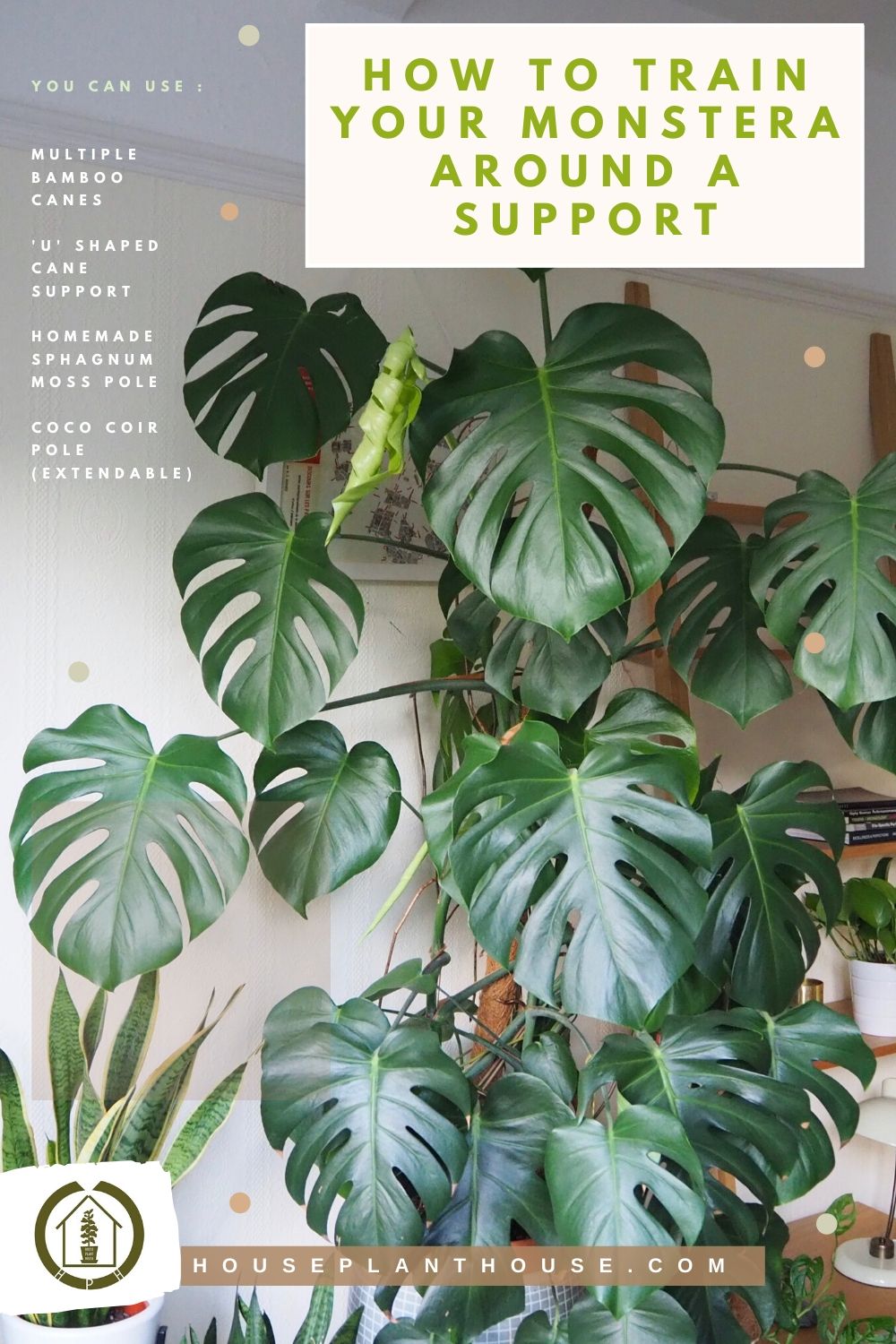 How to Train Your Monstera around a Support: Vine Victory!
