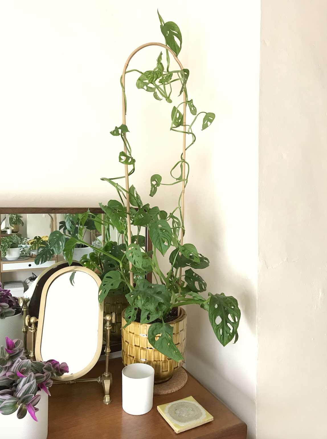 monstera adansonii pole