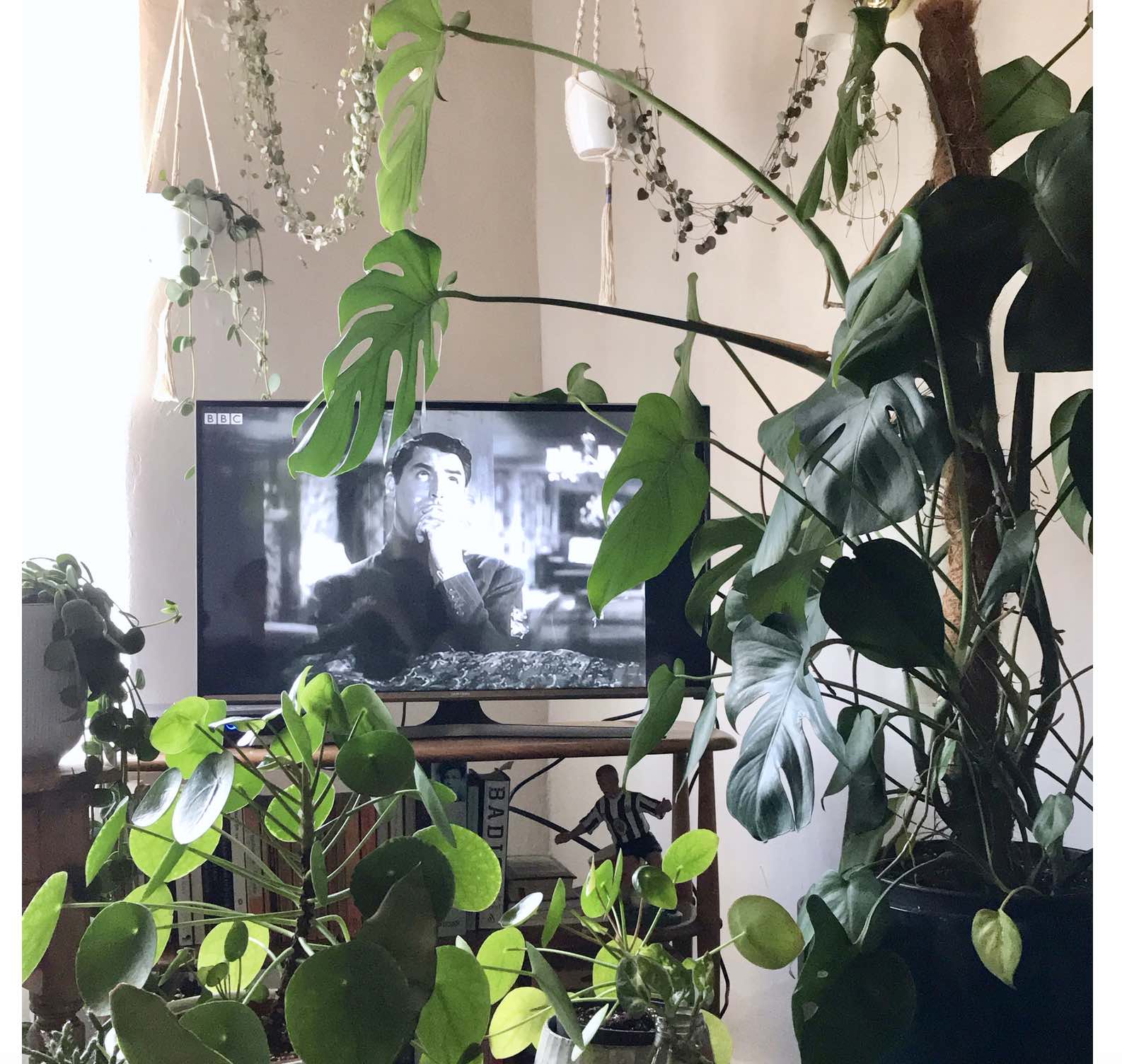 monstera tv