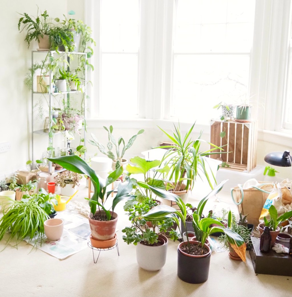 Moving with houseplants: A 3 part series / Part 1: Before&nbsp;moving