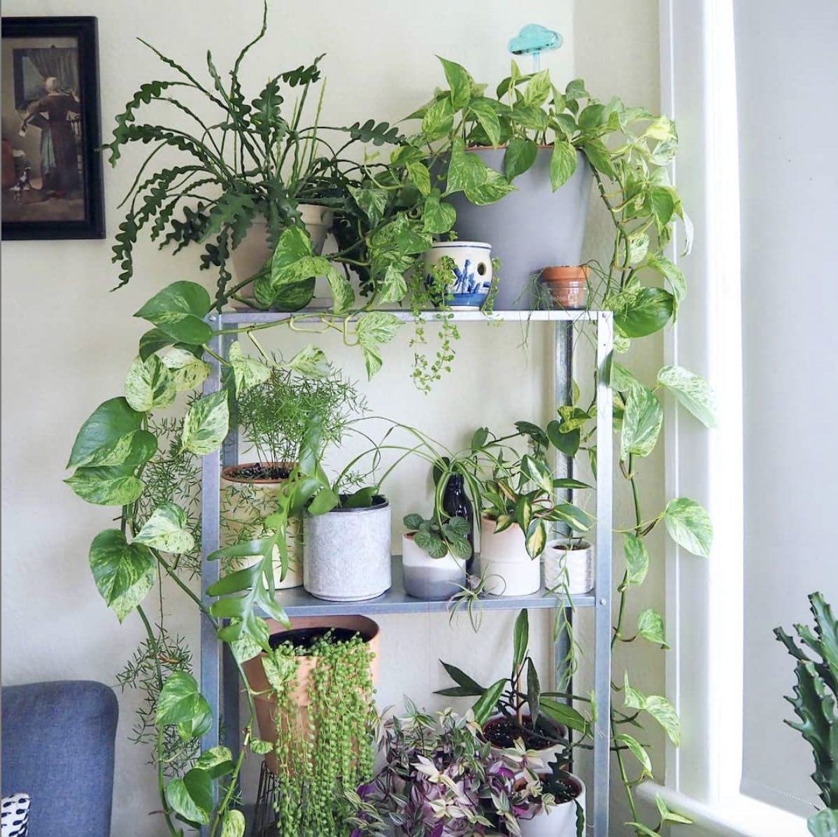 plantshelf