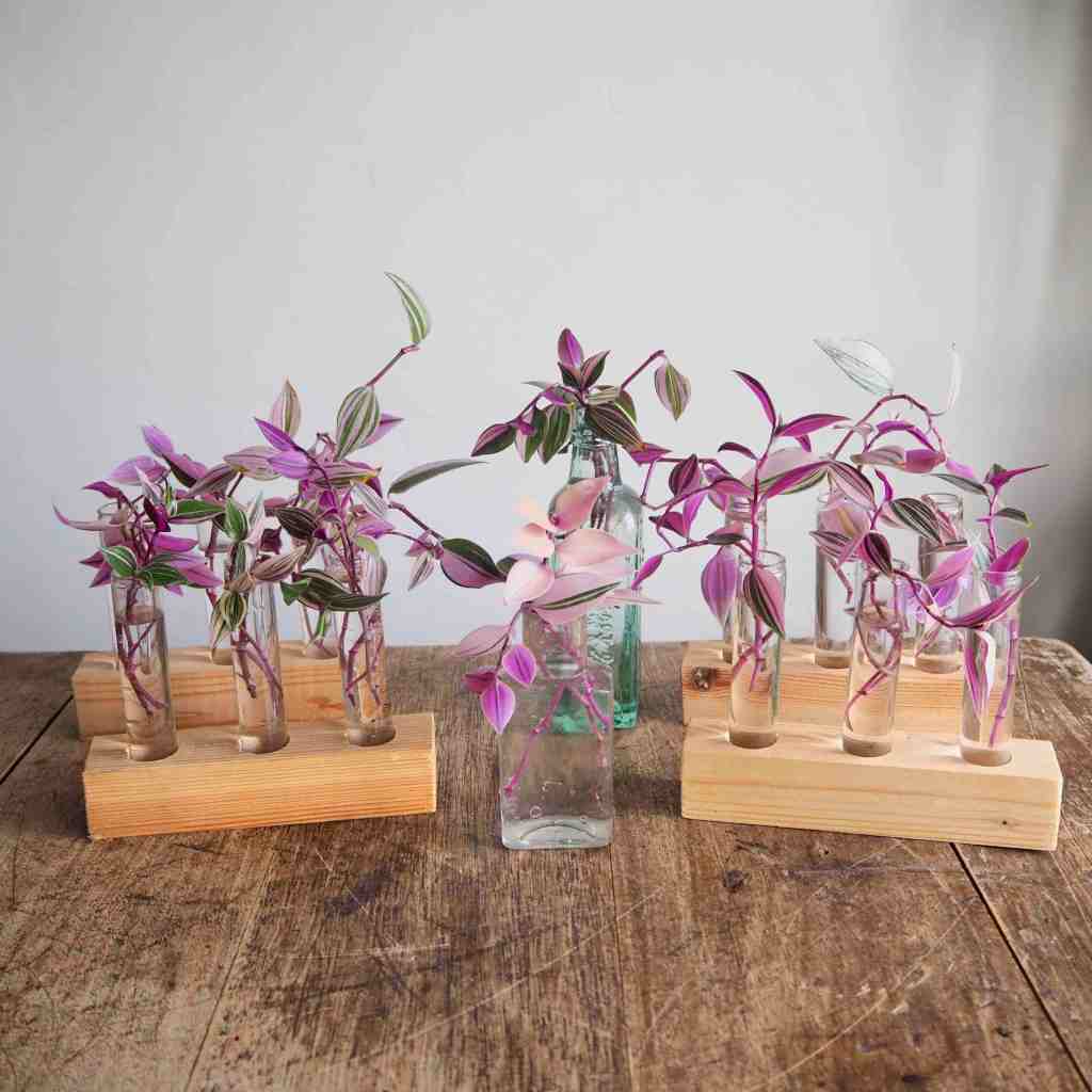 How to make a new Tradescantia plant from&nbsp;cuttings
