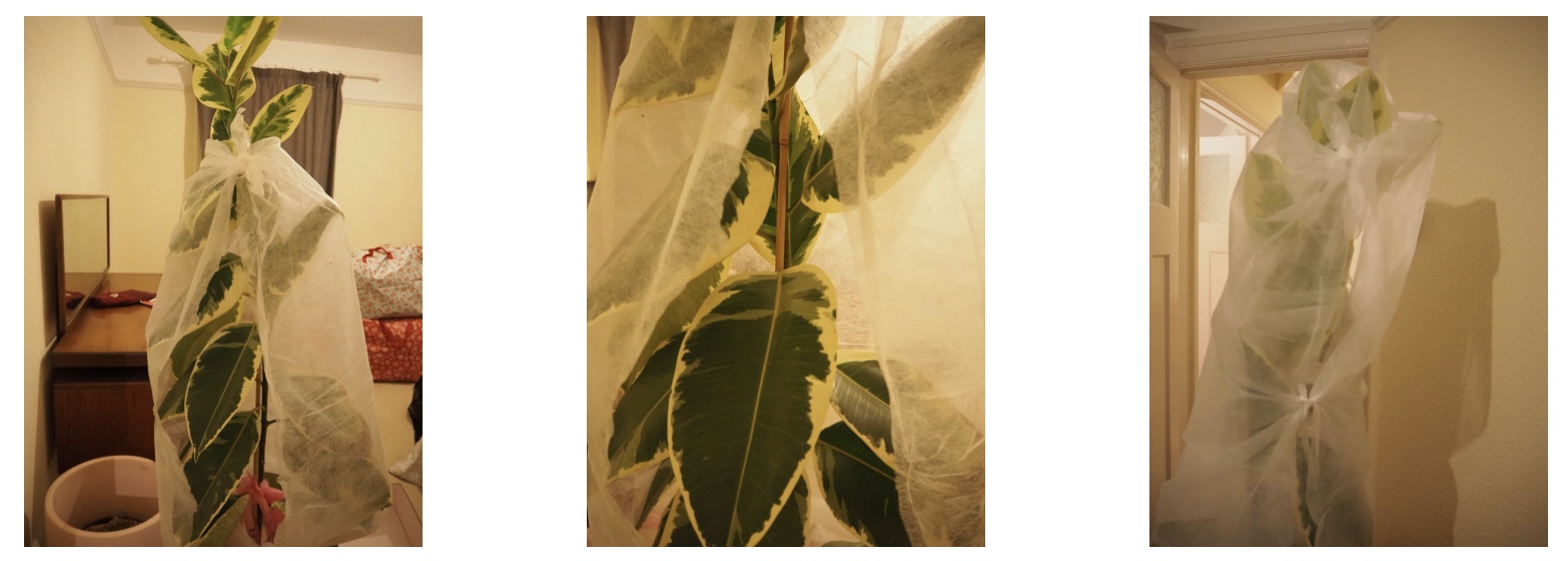 wrap ficus1