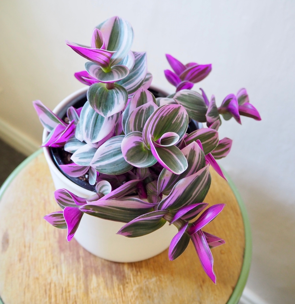 Tradescantia nanouk Care&nbsp;Guide