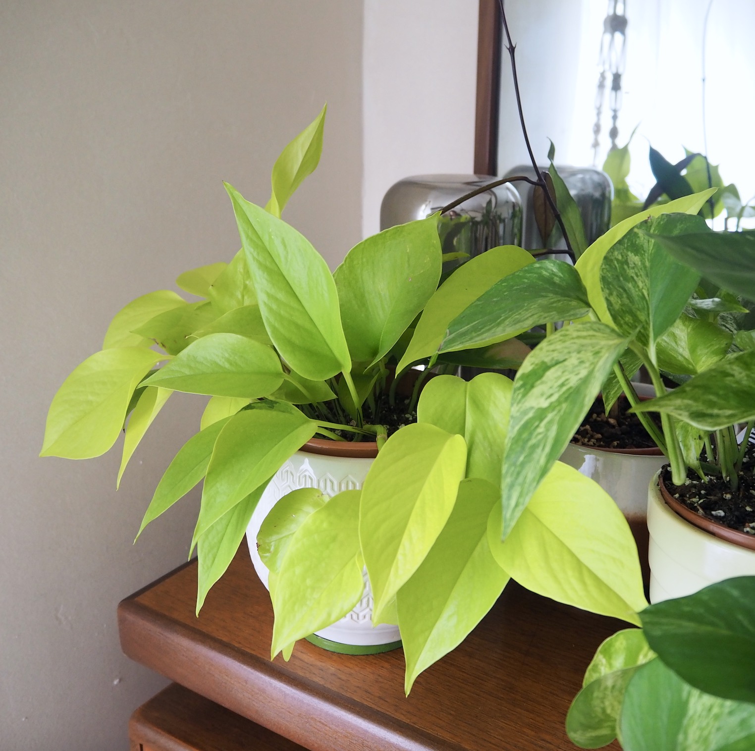 neon pothos1